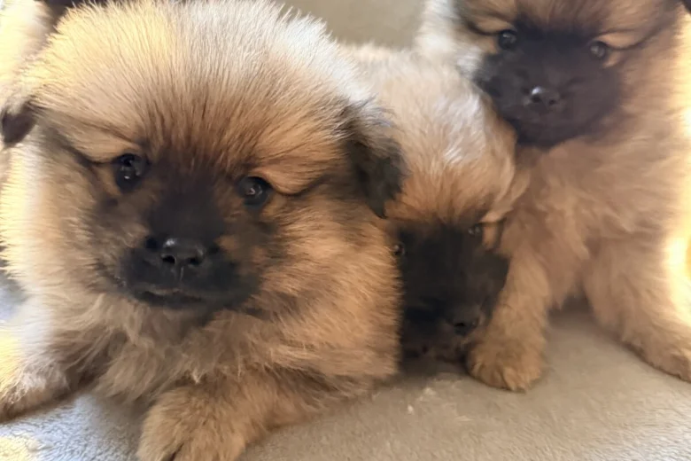 Pomeranian