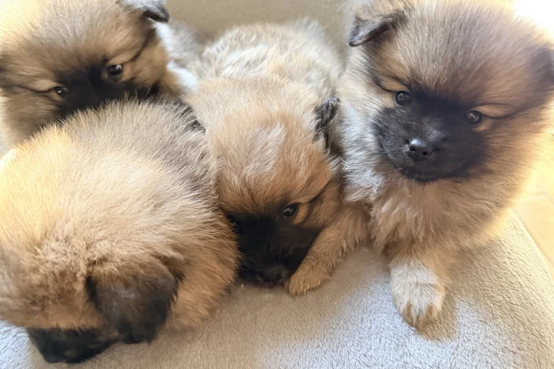 Pomeranian
