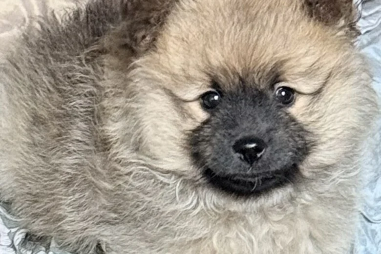 Pomeranian