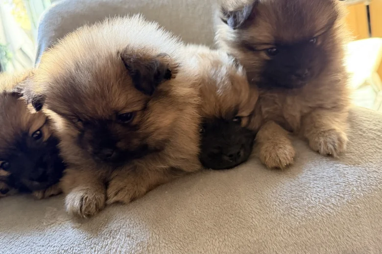 Pomeranian