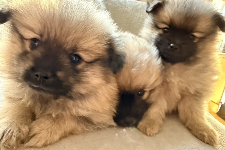 Pomeranian