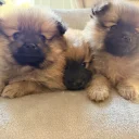 Pomeranian