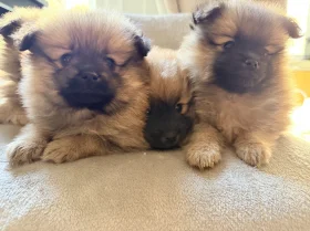 Pomeranian