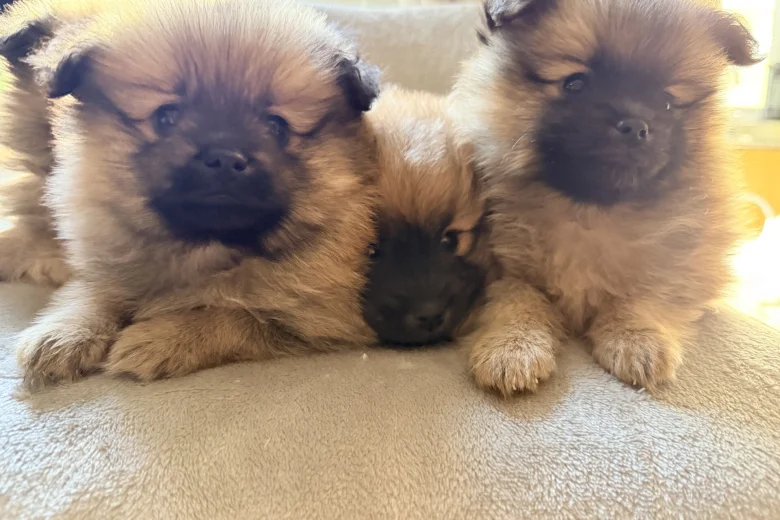 Pomeranian