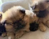 Pomeranian
