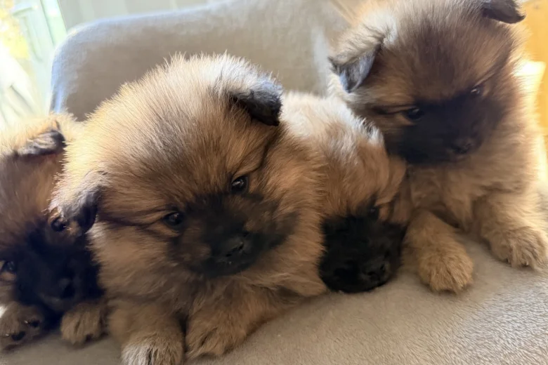 Pomeranian