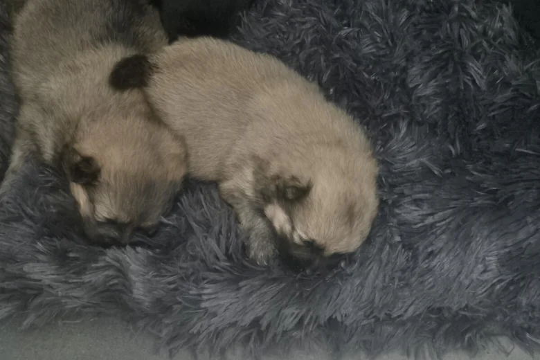 Pomeranian