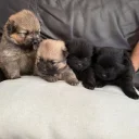 Pomeranian