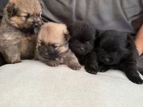 Pomeranian