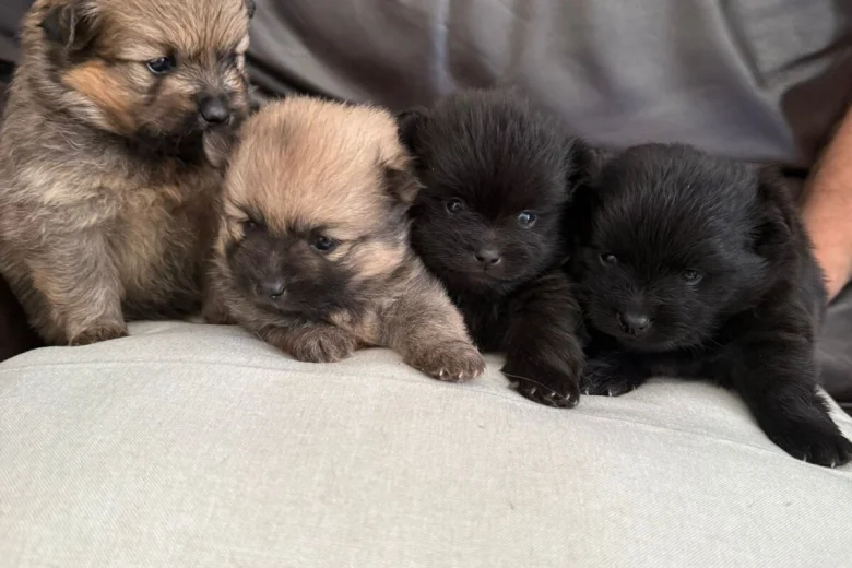 Pomeranian