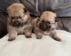 Pomeranian