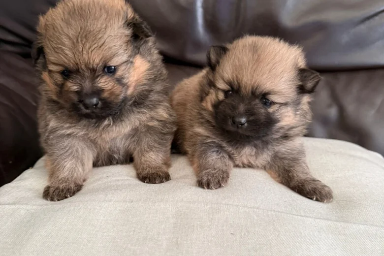 Pomeranian