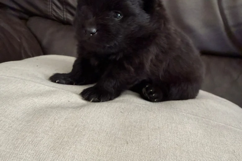 Pomeranian