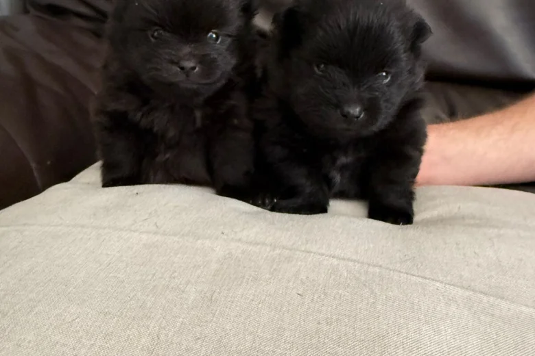 Pomeranian