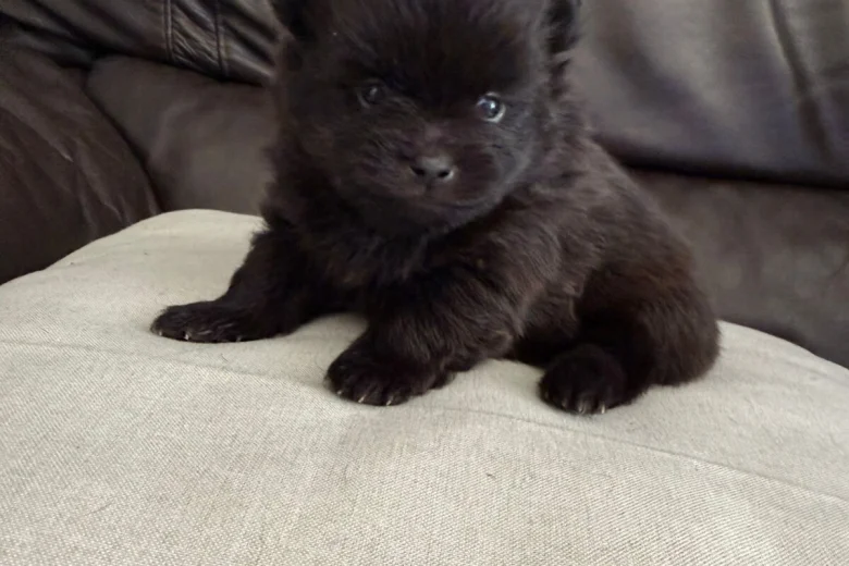 Pomeranian