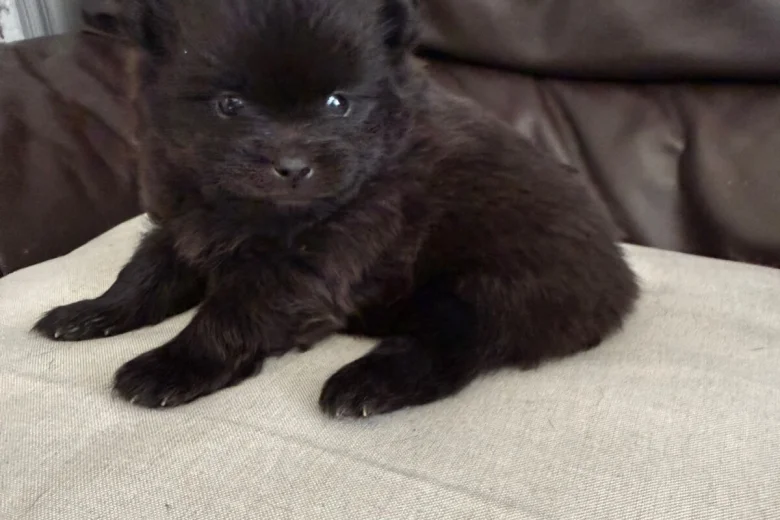 Pomeranian