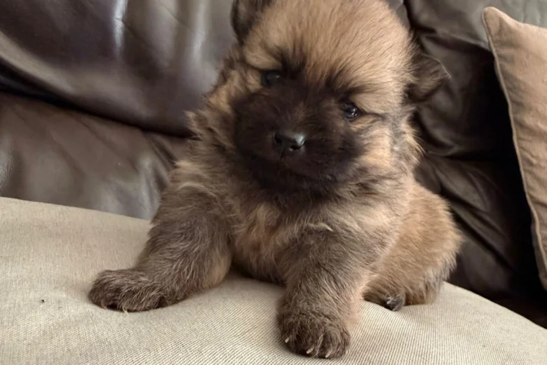 Pomeranian