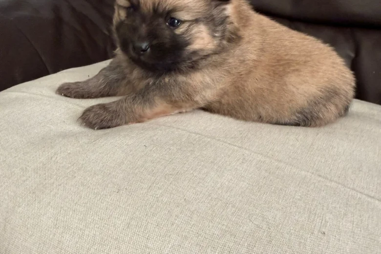 Pomeranian