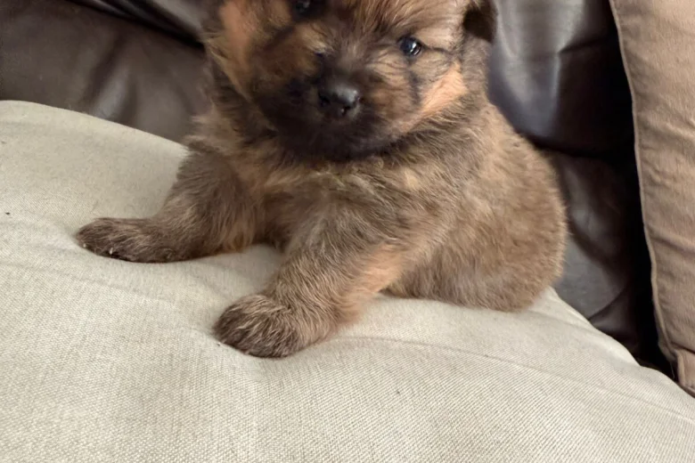 Pomeranian