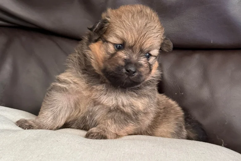 Pomeranian