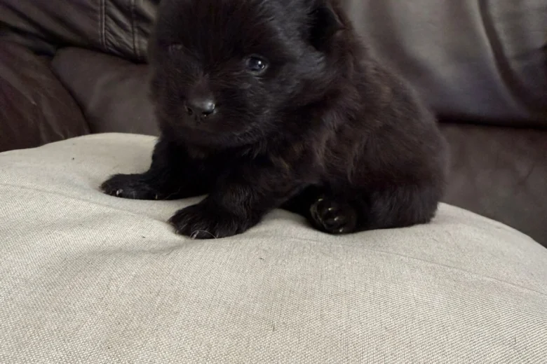 Pomeranian