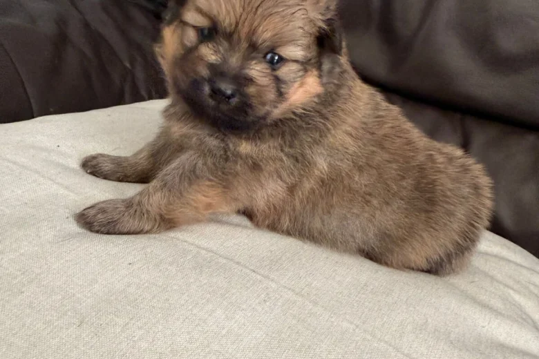 Pomeranian