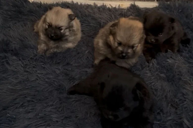 Pomeranian