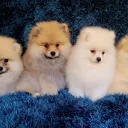 Pomeranian