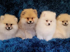 Pomeranian