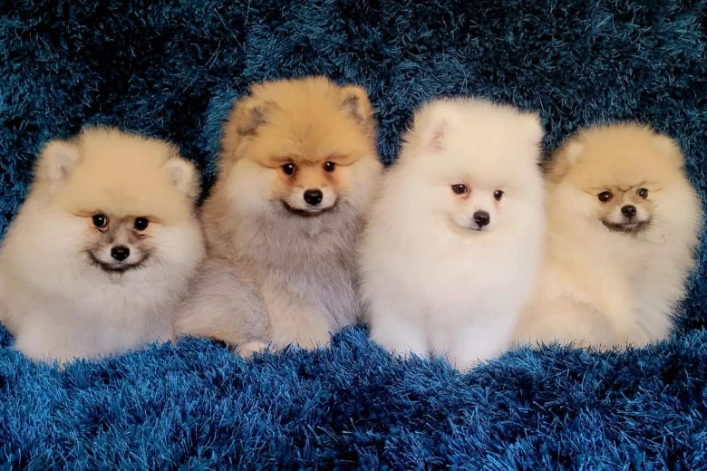 Pomeranian
