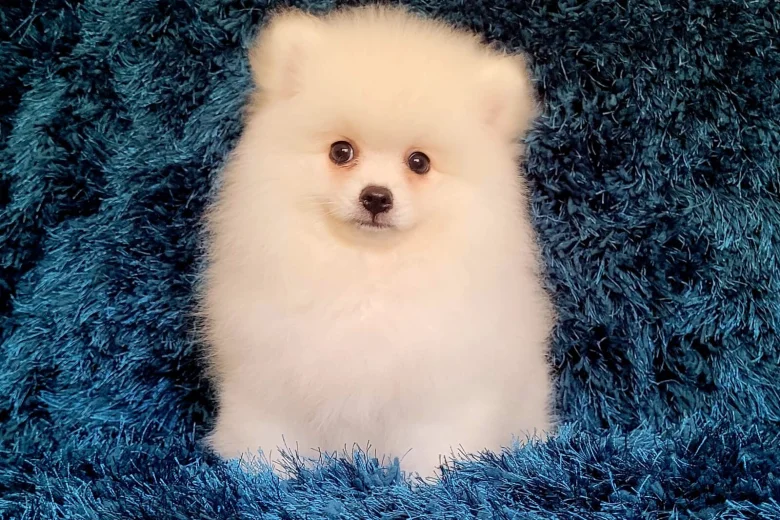 Pomeranian