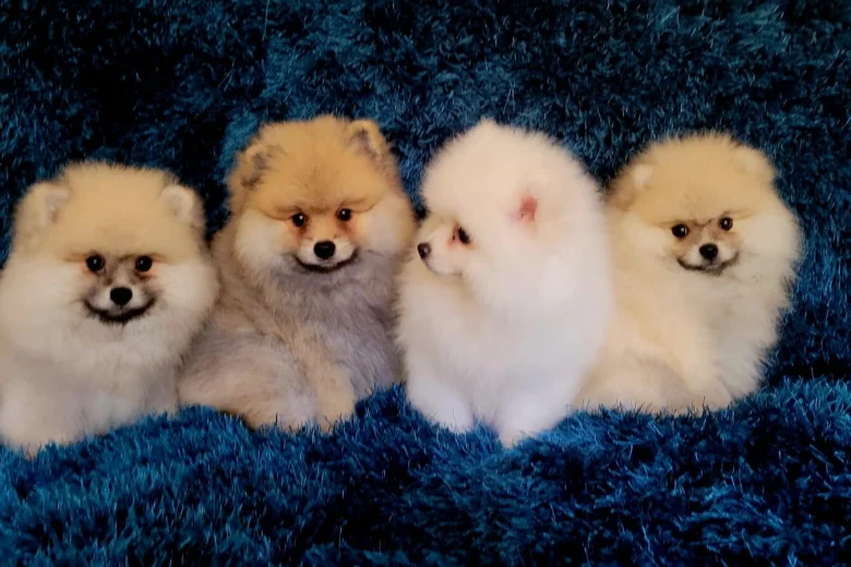 Pomeranian