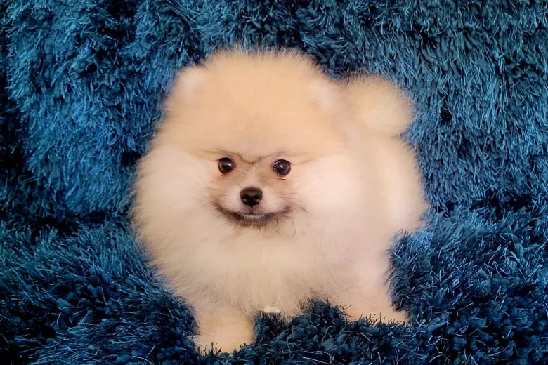 Pomeranian