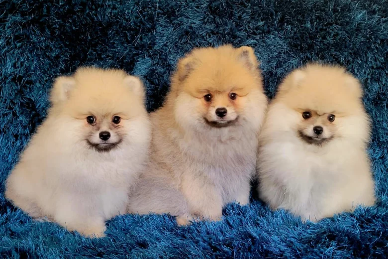 Pomeranian