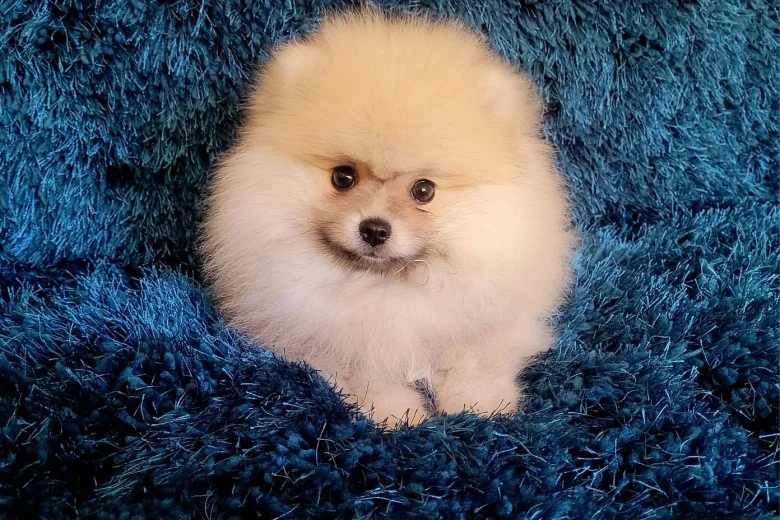 Pomeranian