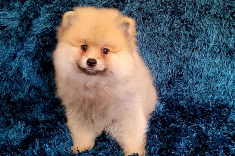 Pomeranian