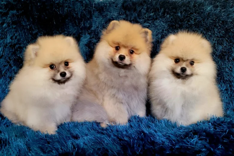 Pomeranian