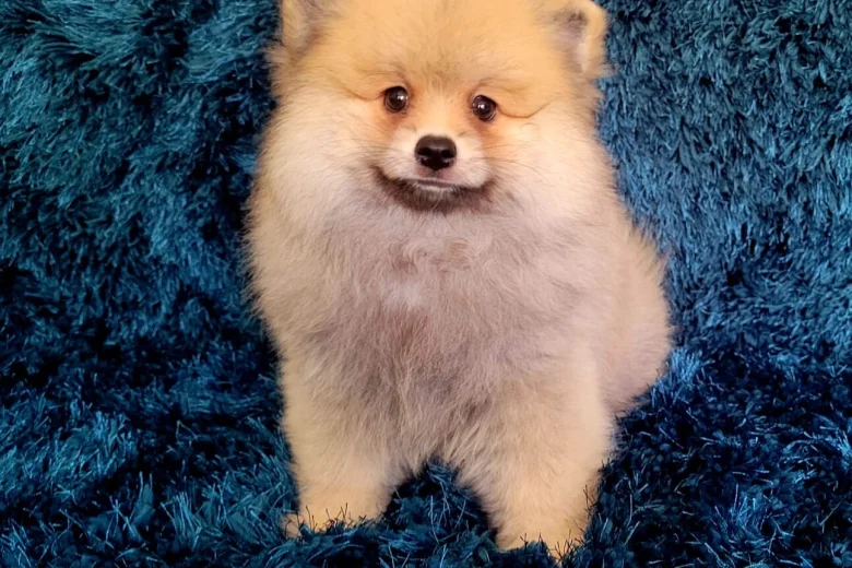 Pomeranian