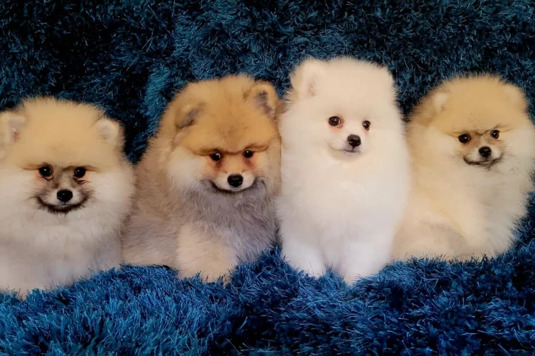 Pomeranian