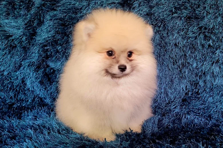Pomeranian