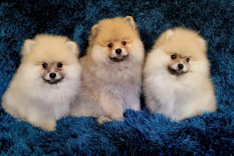 Pomeranian