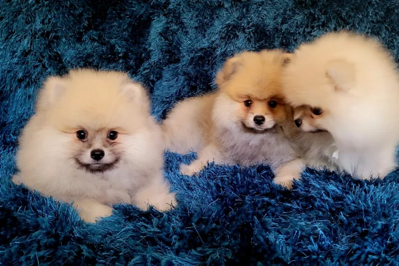 Pomeranian