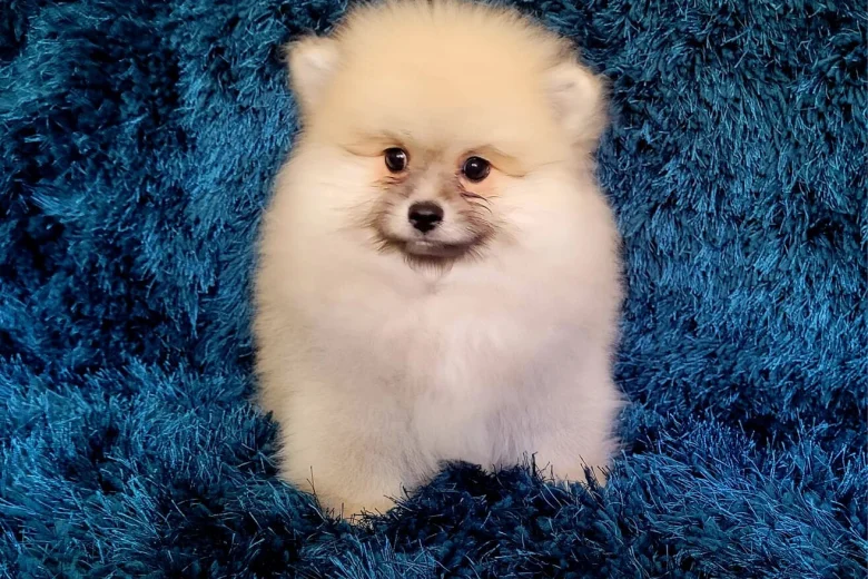 Pomeranian