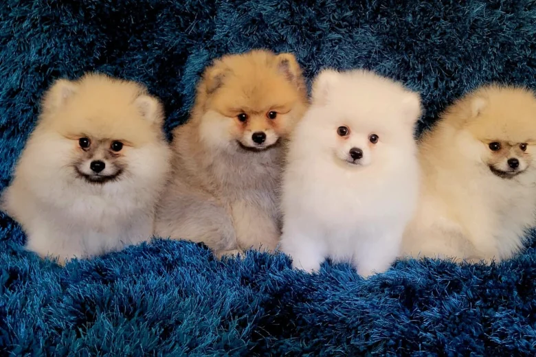 Pomeranian