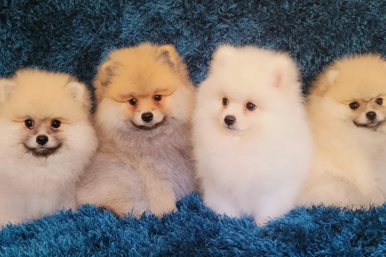 Pomeranian