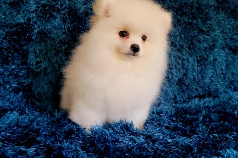 Pomeranian