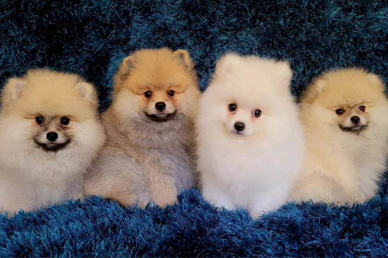 Pomeranian