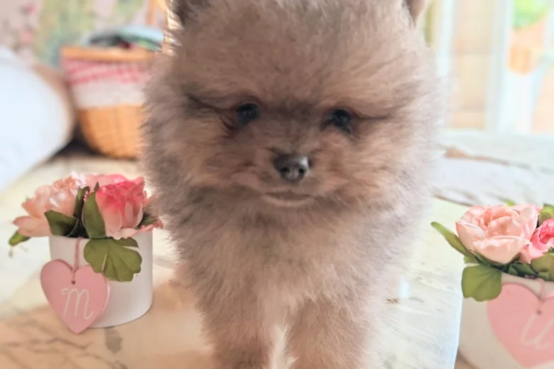 Pomeranian