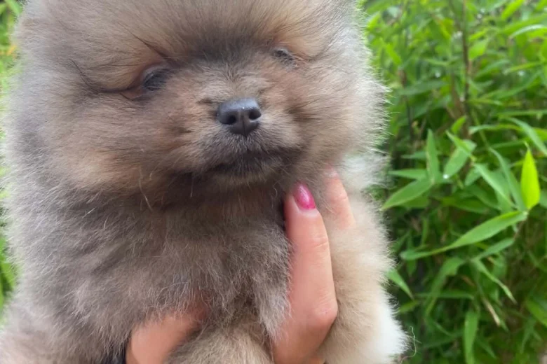 Pomeranian