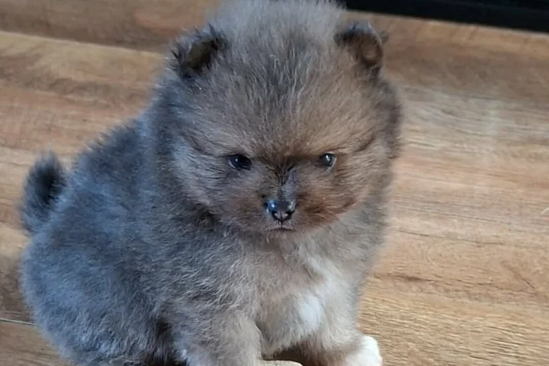 Pomeranian